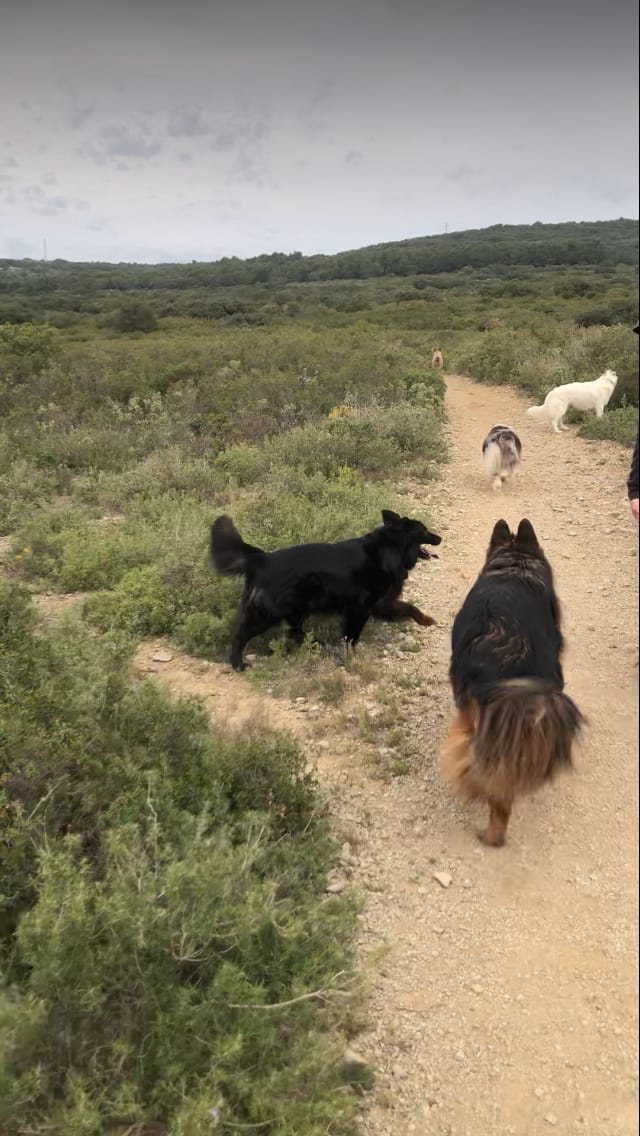 Dog's Home. Pension Garde de Chien. Education — dogsitter à Montpellier