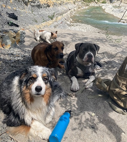 Dog Sitting pension pour chiens à Nice et Villefranche sur mer — dogsitter à Nice