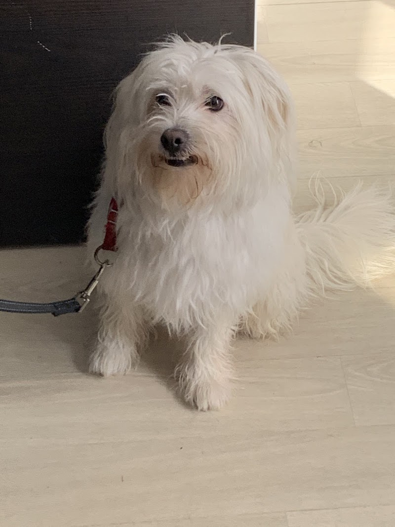 Dog Terre Happy — dogsitter à Nantes