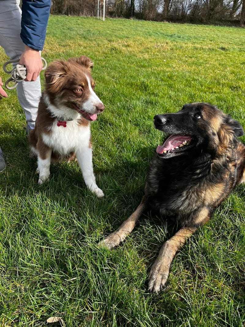 Doggy’Cation – Éducation & Comportement Canin à Loos — dogsitter à Lille