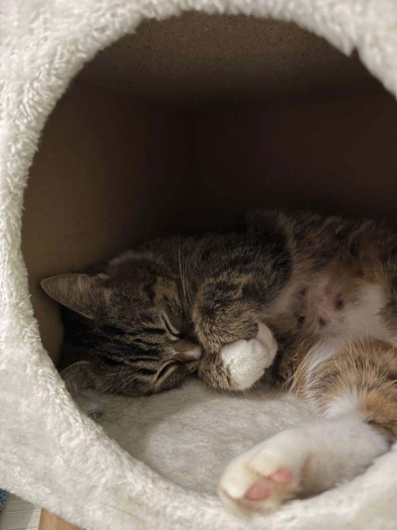 Doggy Dogs — dogsitter à Vitré