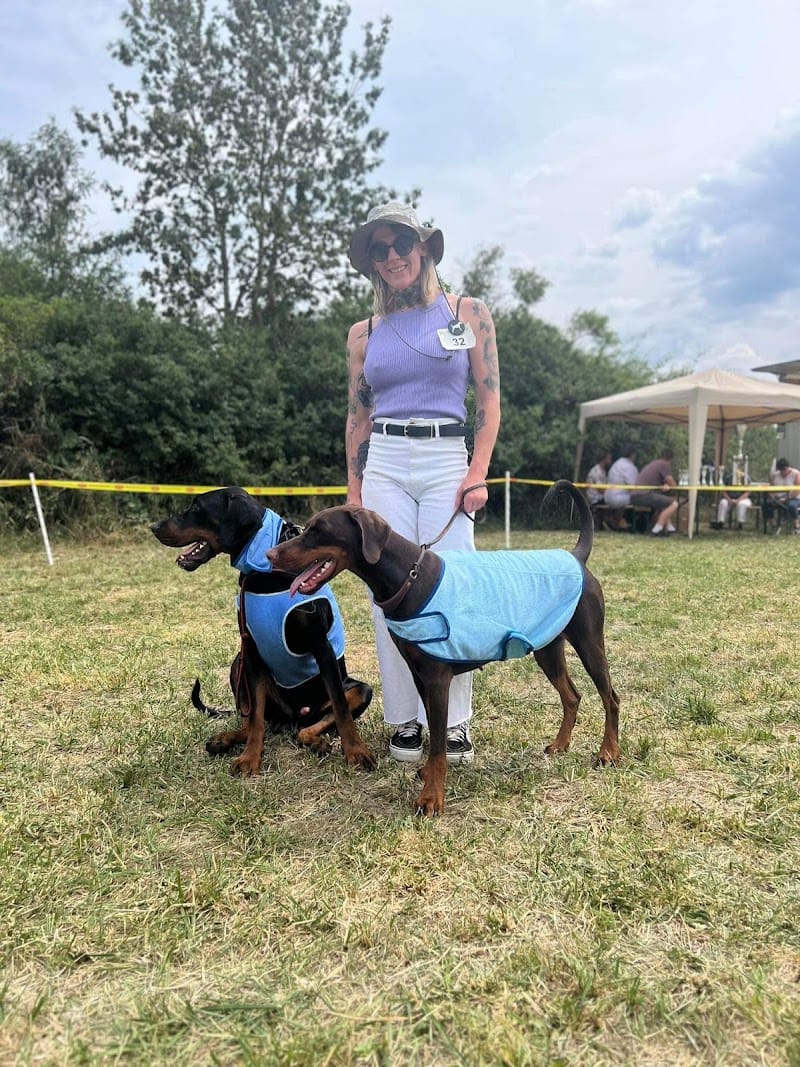 Doggy Tour — dogsitter à Lille