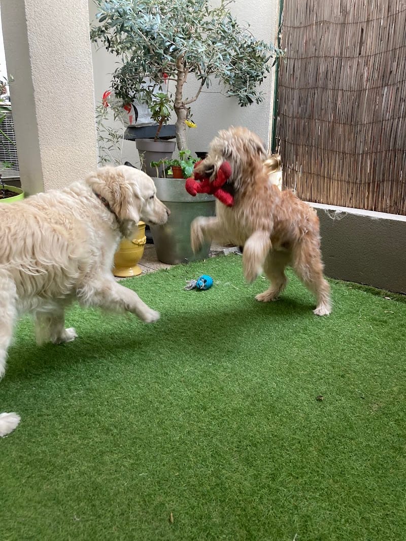 Doggyhome — dogsitter à Marseille