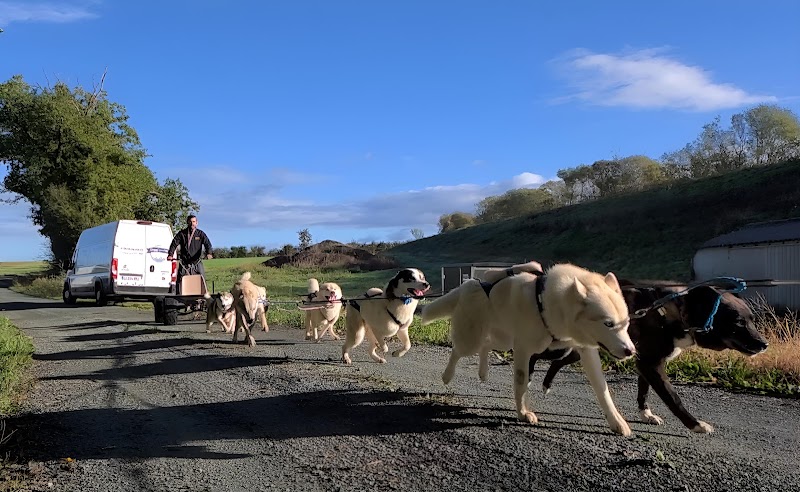 Doggysport85 — dogsitter à La Roche-sur-Yon