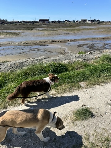 Dogs de Buch — dogsitter à La Teste-de-Buch
