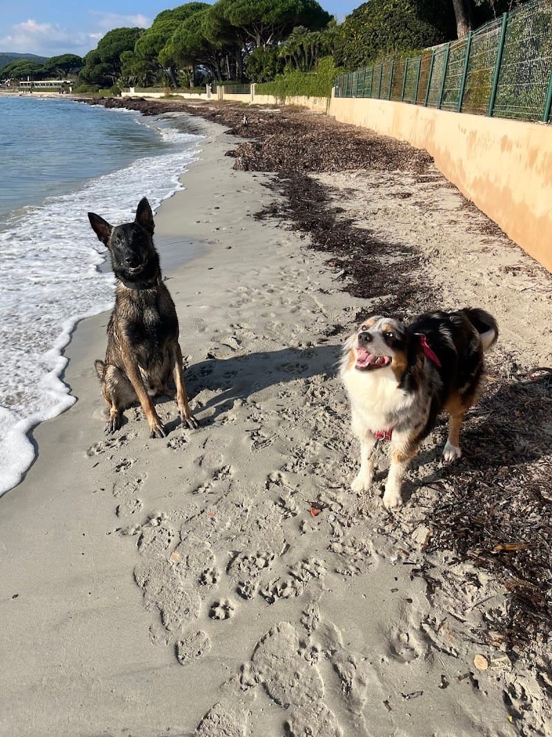 Dogs Friendly — dogsitter à Sainte-Maxime