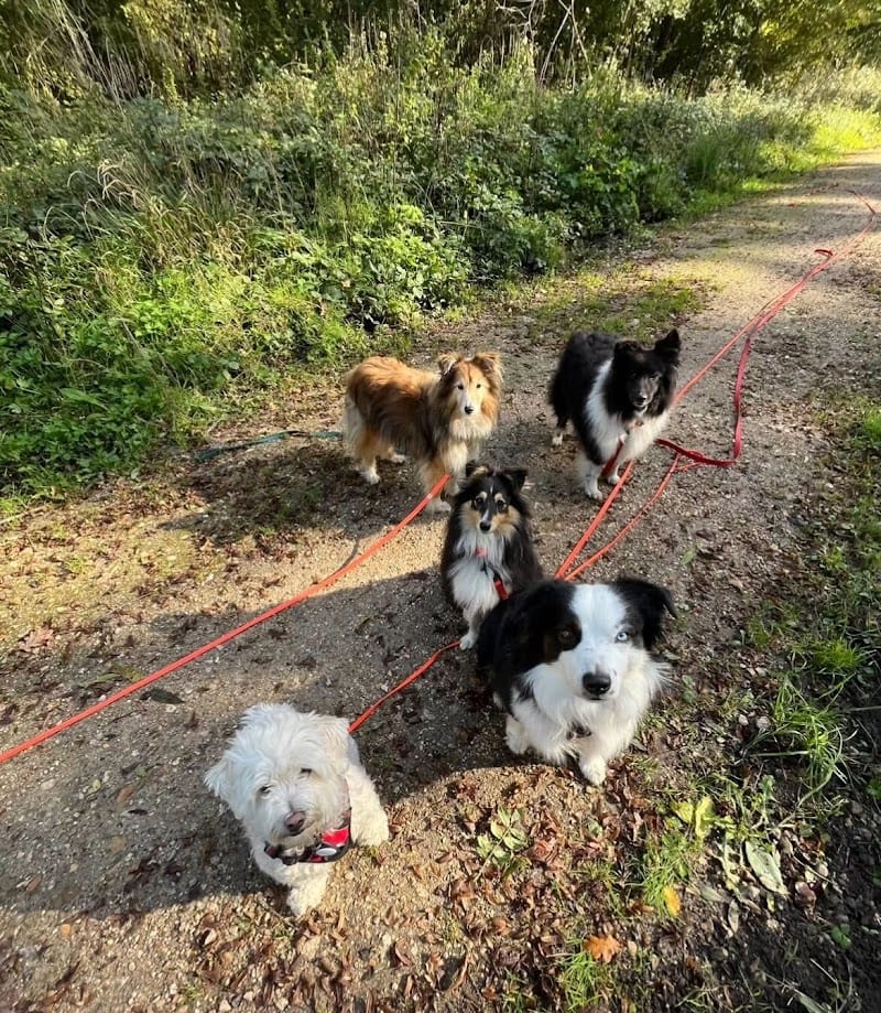 Dogs Friends - Éducation, Comportement canin, Pension, Balade — dogsitter à Boulogne-Billancourt
