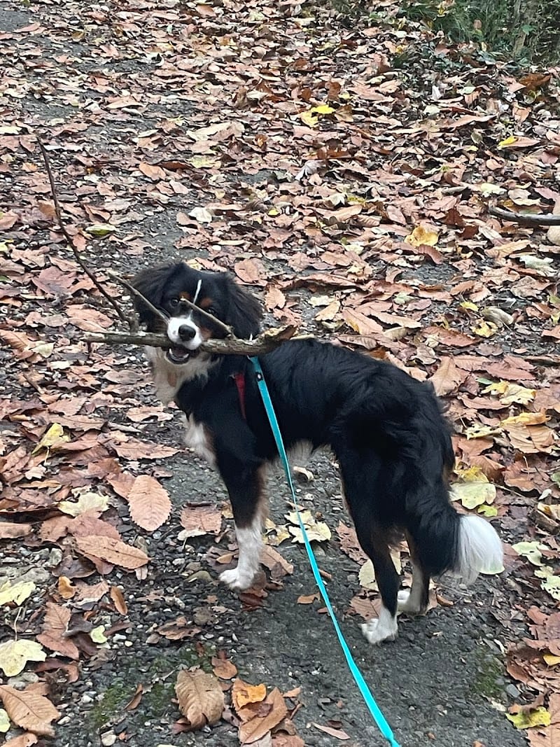 DogTeacher — dogsitter à Lyon