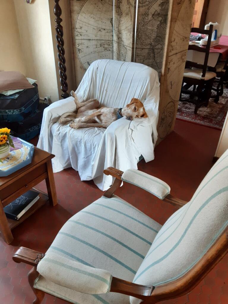 Dogtel Pension — dogsitter à Bordeaux