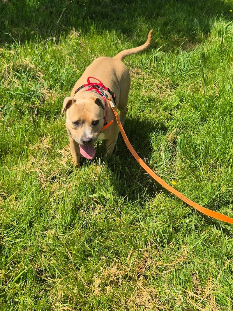 Domaine De La Coltière — dogsitter à Saint-Hilaire-du-Harcouët