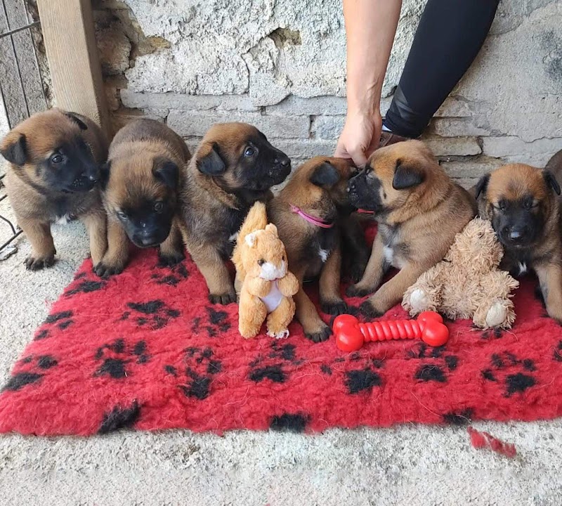 Domaine de Poumecoste — dogsitter à L'Isle-Jourdain