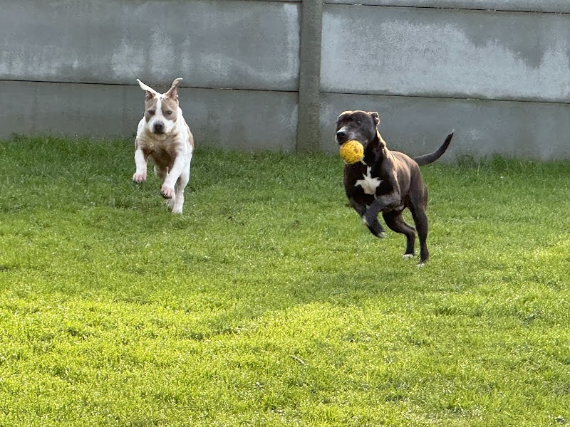 Domaine de sweety blue Éleveur Am’staff et Main coon — dogsitter à Les Herbiers