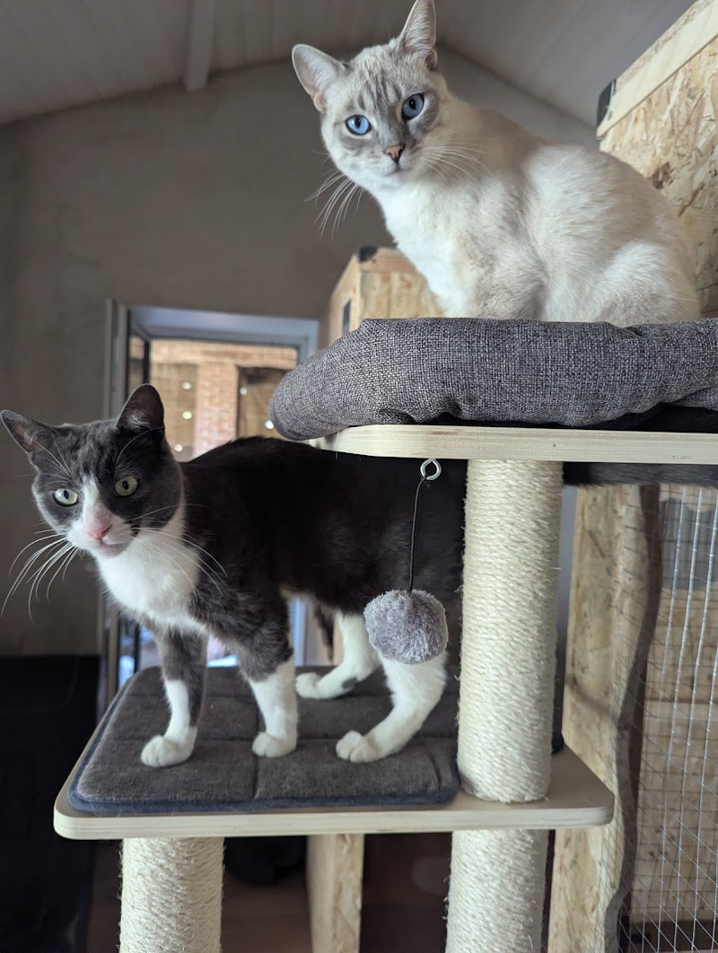 Domaine des félins - Pension féline & visite à domicile (chats & chiens) — dogsitter à Tarare