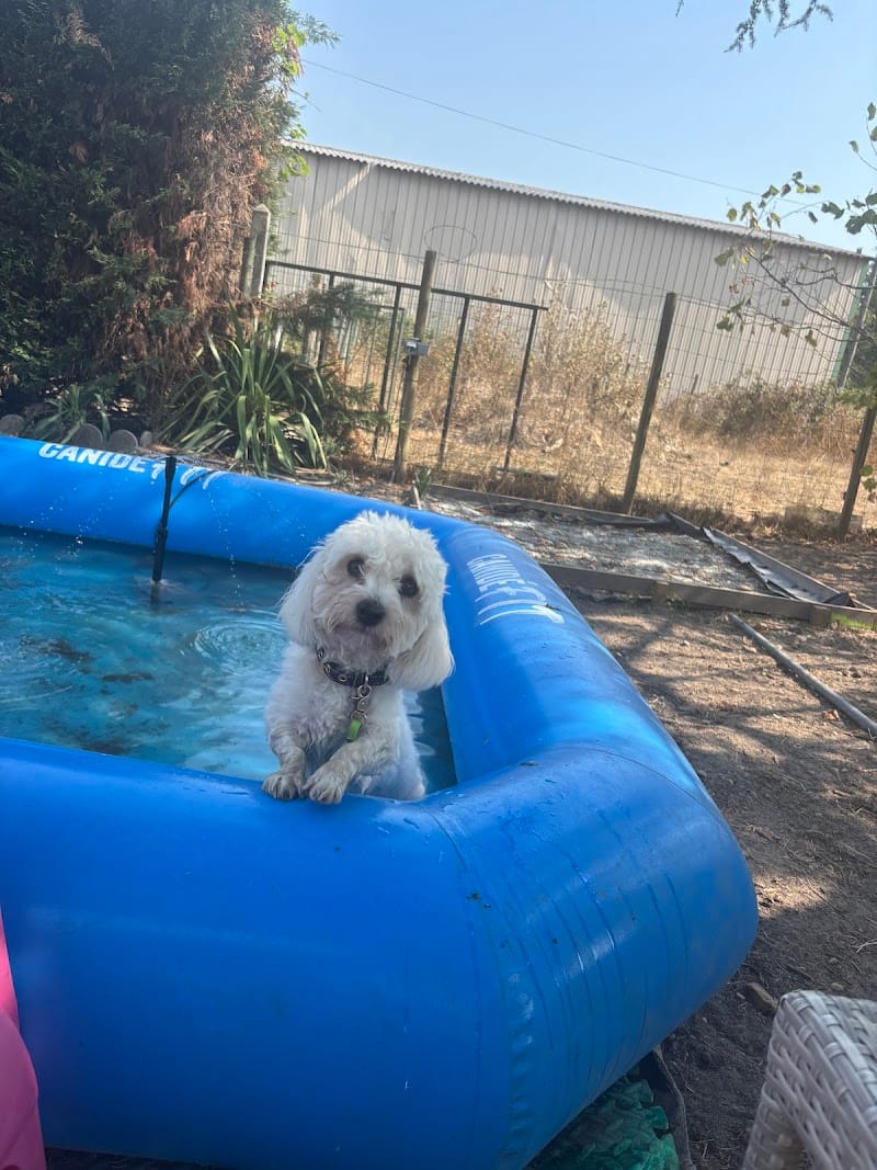 Domaine du fort de pile — dogsitter à Libourne