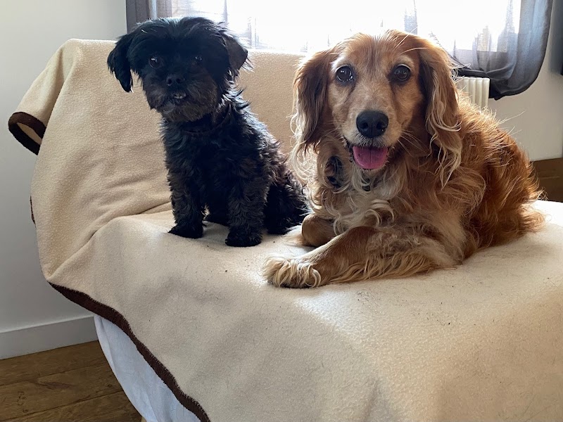 E'pattes et moi — dogsitter à Pineuilh