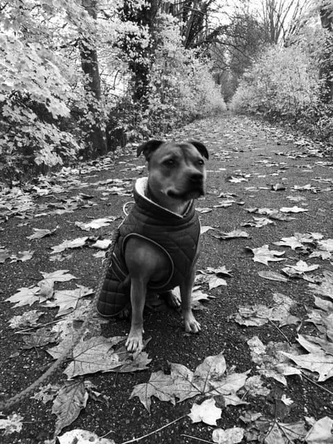 Educ'n Love — dogsitter à Strasbourg