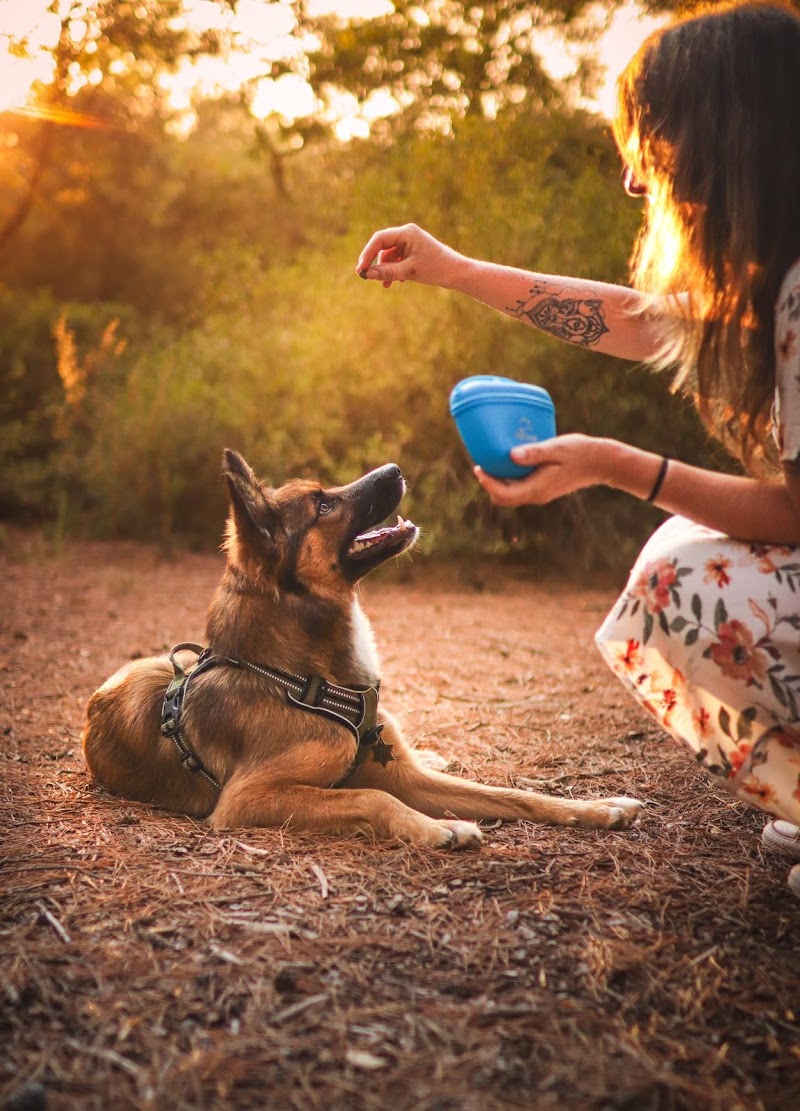 Éducatruffe — dogsitter à Agde