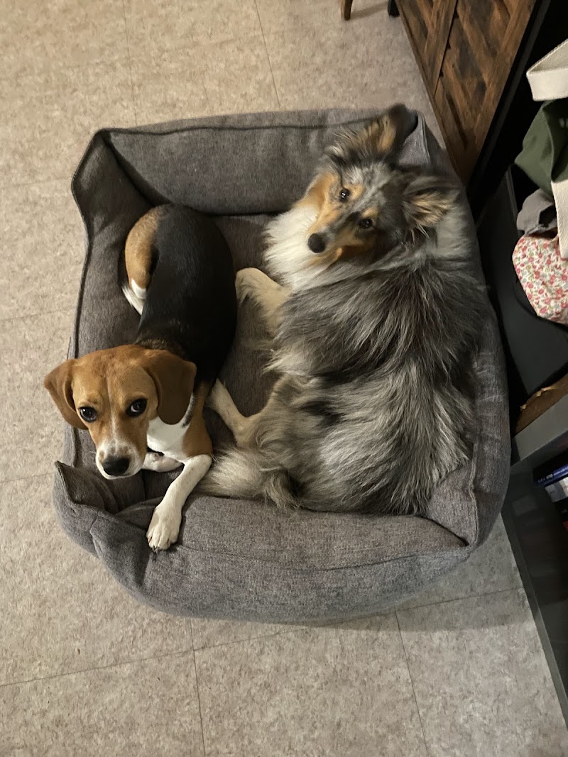 Éléonore Benatre — dogsitter à Lyon