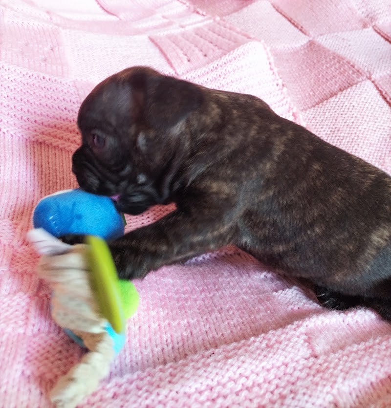 Elevage canin et pension canine La Rose d'Autrefois — dogsitter à Feurs