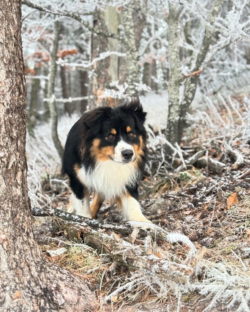 Elevage - Pension Canine Montpellier Domaine Du Salaison — dogsitter à Montpellier