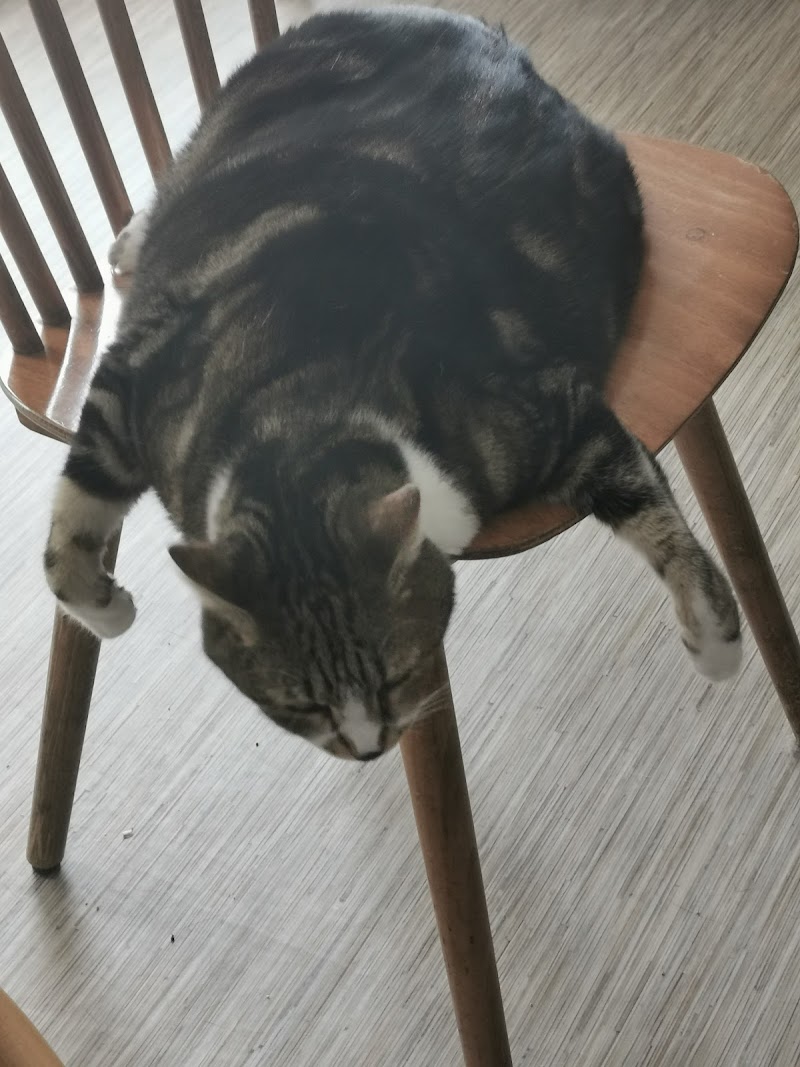 Evelyne Ménard (Les Petites Bouilles) — dogsitter à Nantes