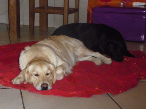 Familicanin — dogsitter à Montpellier