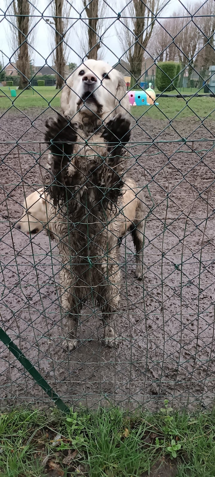 FUNNY DOGGY — dogsitter à Lille