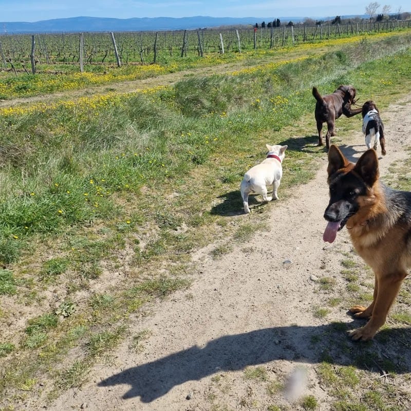 Gard'en foly — dogsitter à Carcassonne