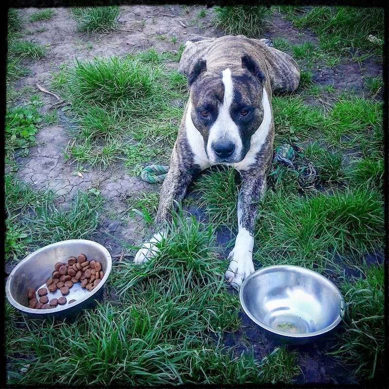 GARDADOM - Visites à domicile, de tous vos animaux, sur Bordeaux et sa région — dogsitter à Bordeaux