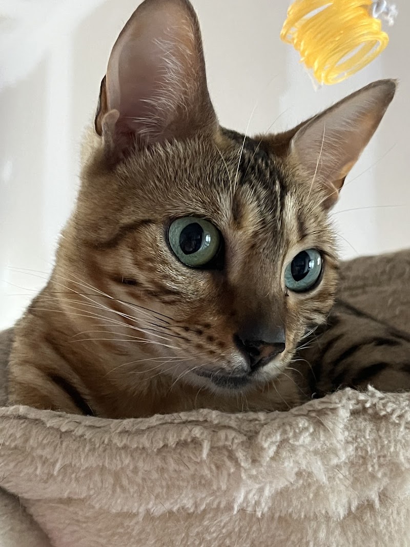 GARDANIMALADOM33 — dogsitter à Bordeaux