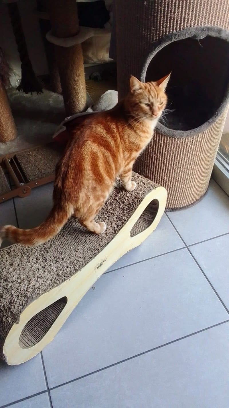 Garde d'animaux de compagnie Chat'croch'Coeur — dogsitter à Marseille