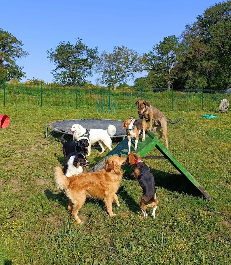Garde d'animaux - Woofstock - Centre aéré canin — dogsitter à La Roche-sur-Yon
