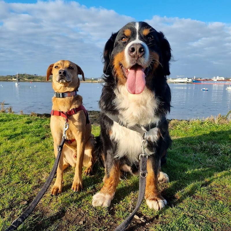 Garde et transport d'animaux (chats & chiens), promenade canine - Anima'Love Services — dogsitter à Lorient