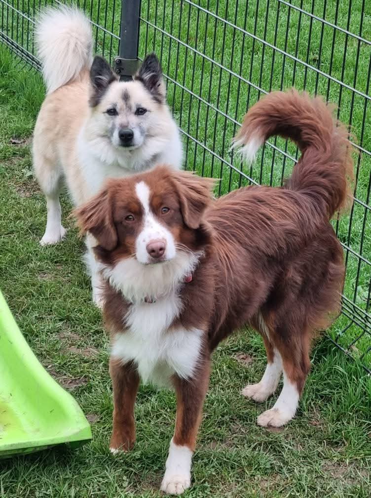 Garde O'Poil — dogsitter à Saint-Nazaire