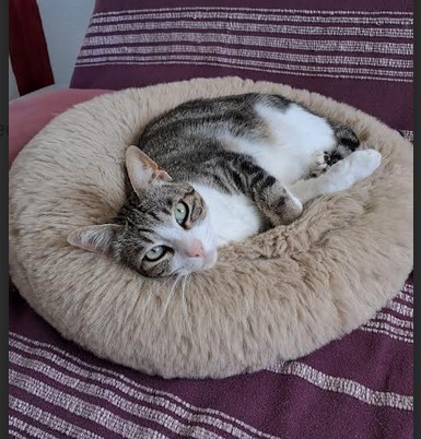 Gardienne des anges — dogsitter à Marguerittes