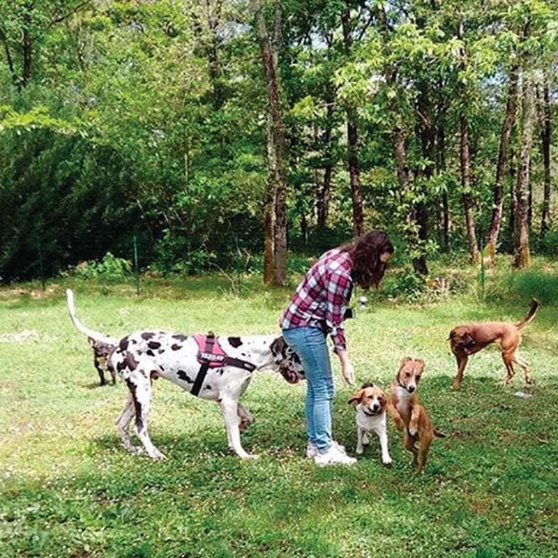 Gaya Animalia — dogsitter à Langon