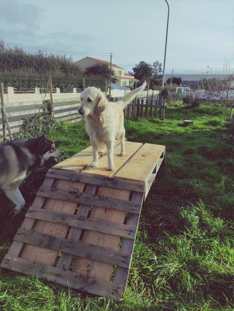 Happy Dogs — dogsitter à Challans