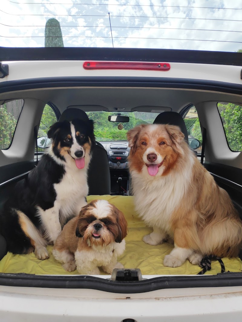 Happytoutous — dogsitter à Cannes