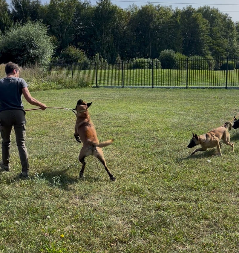 Harmoni Dog — dogsitter à Lille