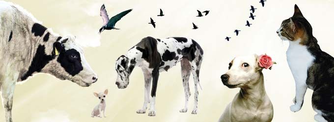 Harmonisation Animal — dogsitter à Nice