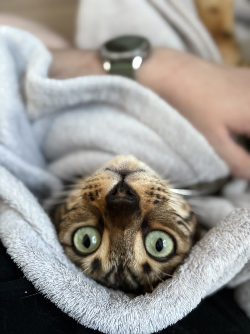 Home API Cats🐈⬛ — dogsitter à Lille