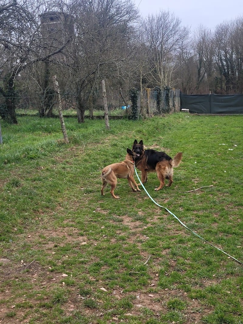 Hôtel a toutou — dogsitter à Redon