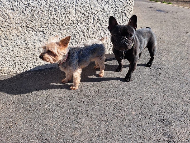 Hôtellerie Kaline - Pension Familiale pour Chats et Chiens ; Visites à domicile pour Chats