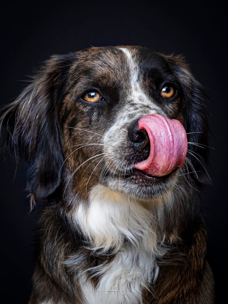 Humanim’Art — dogsitter à Marseille