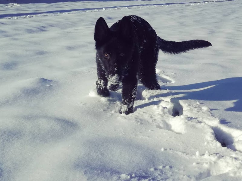 INSTINCT CYNO — dogsitter à Saint-Malo
