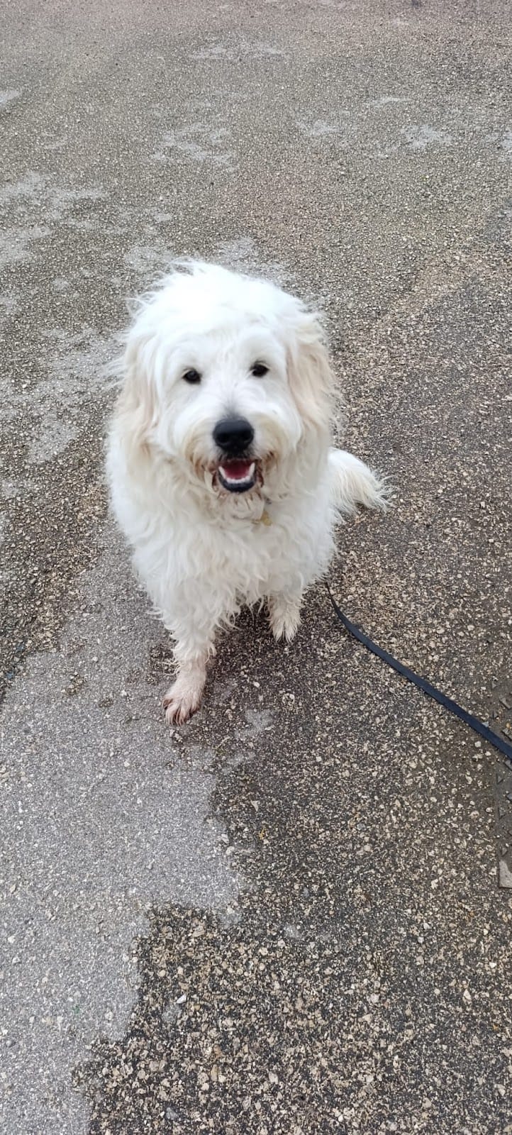 Instinct et Truffe — dogsitter à Toulouse