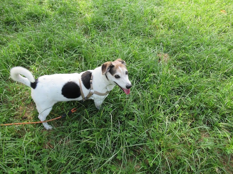 Isabelle SOULIGNAC — dogsitter à Bordeaux