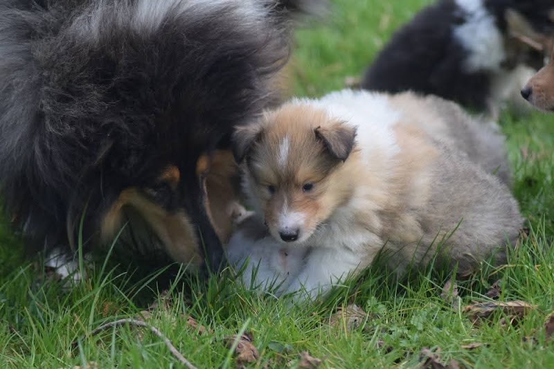 Jardín des Heliades — dogsitter à Hazebrouck
