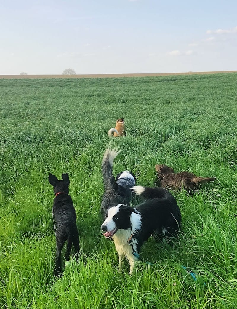 Kasoku Tricks — dogsitter à Montaigu-Vendée