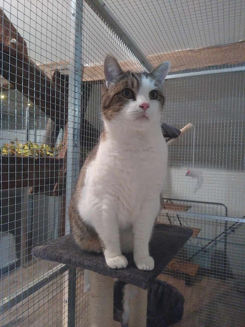 Kay Hina - Pension pour Chats & Pet Sitting — dogsitter à Bergerac